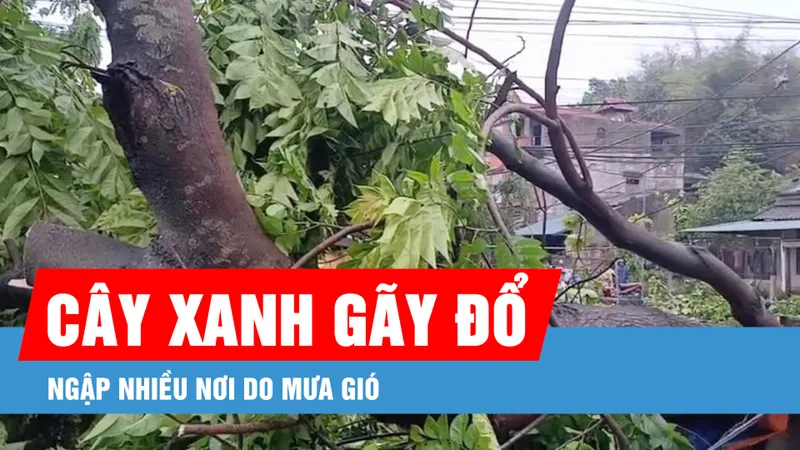 Podcast bản tin trưa 10-5: Cây xanh gãy đổ, ngập nhiều nơi do mưa gió