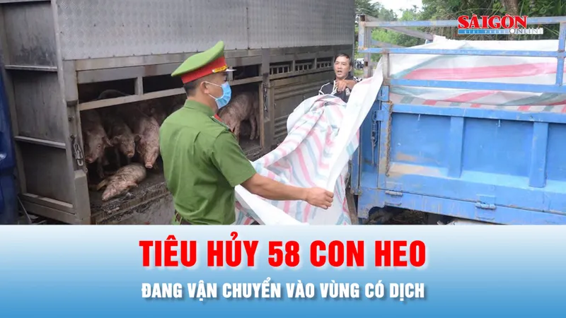 Podcast bản tin ANTT 23-10: Xử phạt chủ xe, buộc tiêu hủy 58 con heo đang vận chuyển vào vùng có dịch