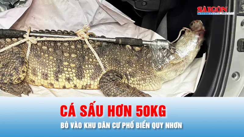 Podcast bản tin trưa 23-10: Cá sấu hơn 50kg bò vào khu dân cư phố biển Quy Nhơn