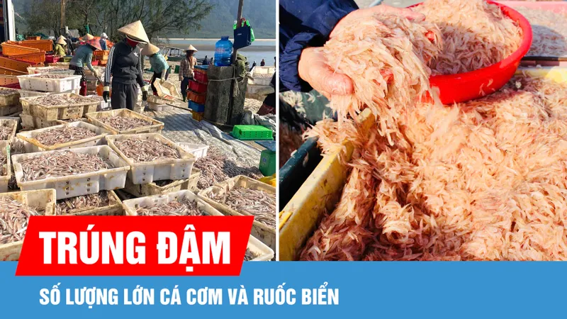 Ngư dân liên tiếp trúng đậm cá cơm và ruốc biển