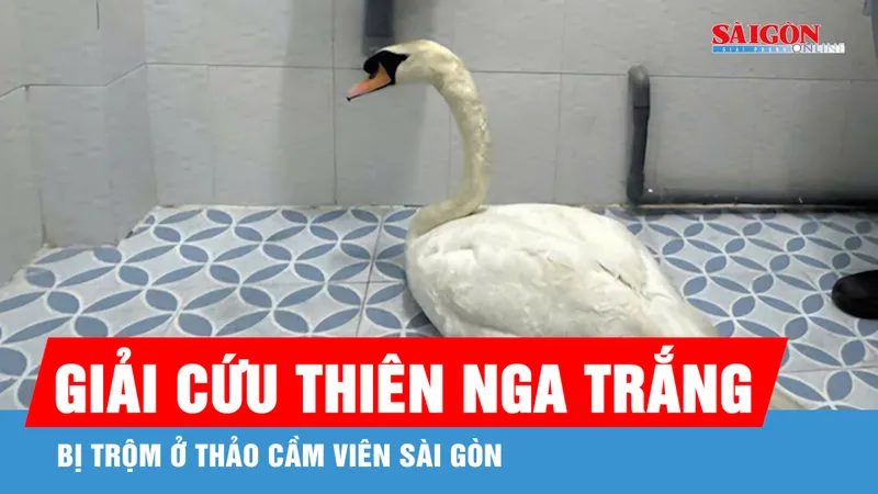 Giải cứu thiên nga trắng bị trộm ở Thảo Cầm Viên Sài Gòn