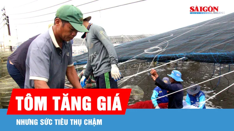 Tôm tăng giá nhưng sức tiêu thụ chậm