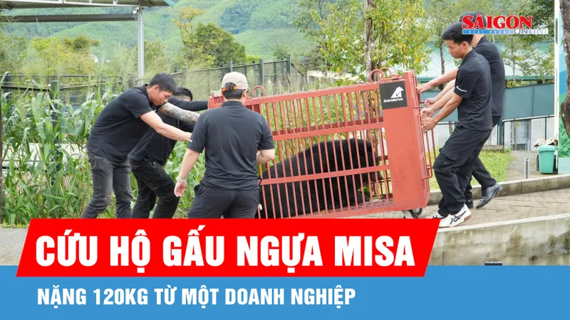 Cứu hộ gấu ngựa Misa nặng 120kg từ một doanh nghiệp