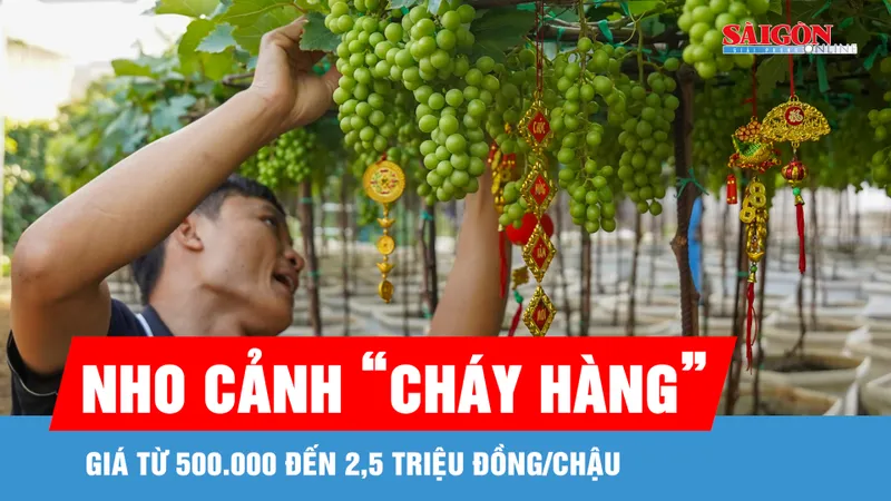 Nho cảnh Khánh Hòa đắt khách dịp Tết Nguyên đán
