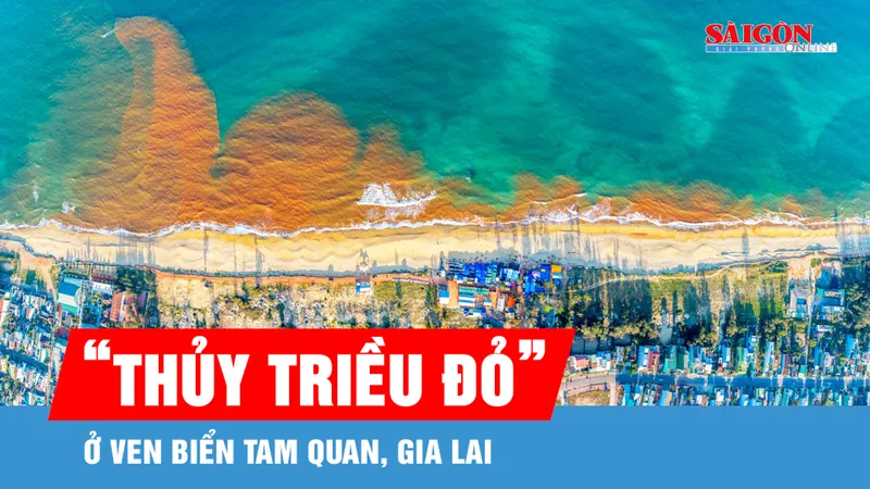"Thủy triều đỏ" ở ven biển Tam Quan