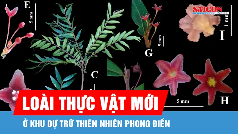 Phát hiện loài thực vật mới ở Khu Dự trữ thiên nhiên Phong Điền