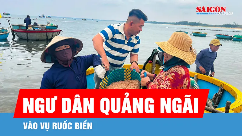 Sau tết, ngư dân Quảng Ngãi tất bật vào vụ ruốc 