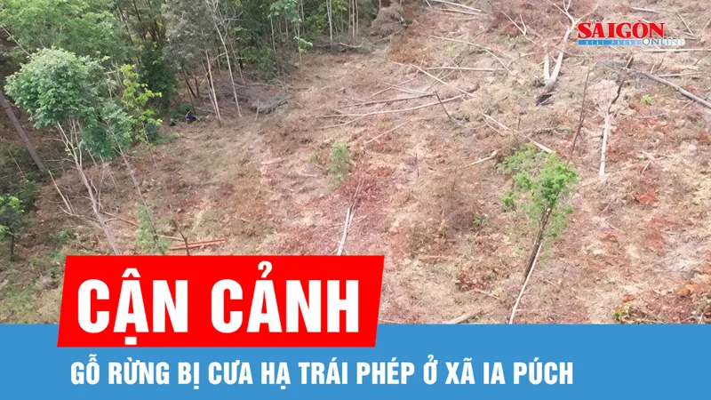 Gia Lai: Cận cảnh gỗ rừng bị cưa hạ trái phép ở xã Ia Púch