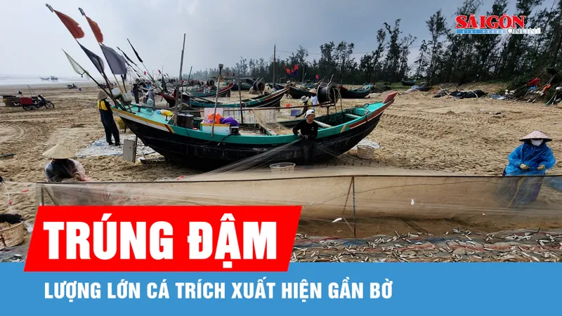Ngư dân Hà Tĩnh trúng đậm cá trích
