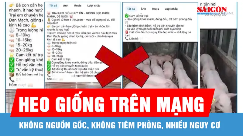 Heo giống bán trên mạng, nuôi được 7 ngày thì bị sốt đỏ, bỏ ăn, tiêu chảy