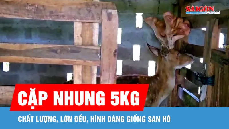 Con hươu cho ra cặp lộc nhung 5kg