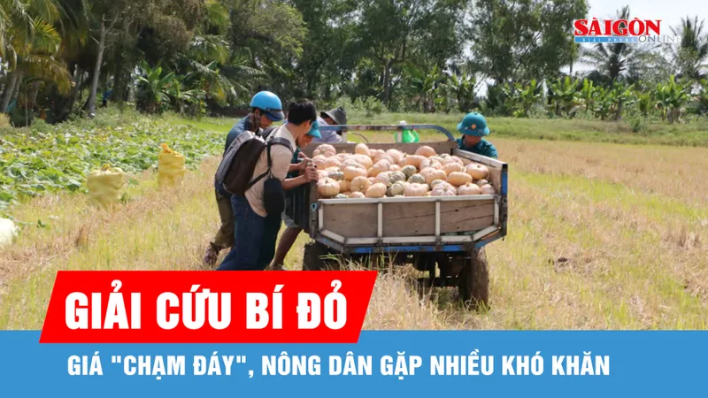 Cà Mau: Bí đỏ... bí đầu ra, địa phương kêu gọi giải cứu