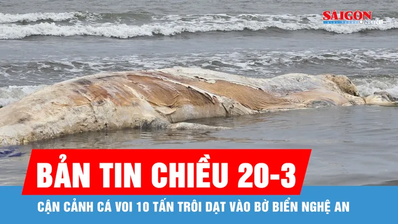 Bản tin chiều 20-3: Cận cảnh cá voi 10 tấn trôi dạt vào bờ biển Nghệ An
