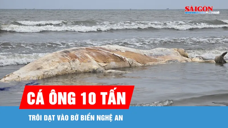 Xác cá voi trôi dạt vào bờ biển Nghệ An