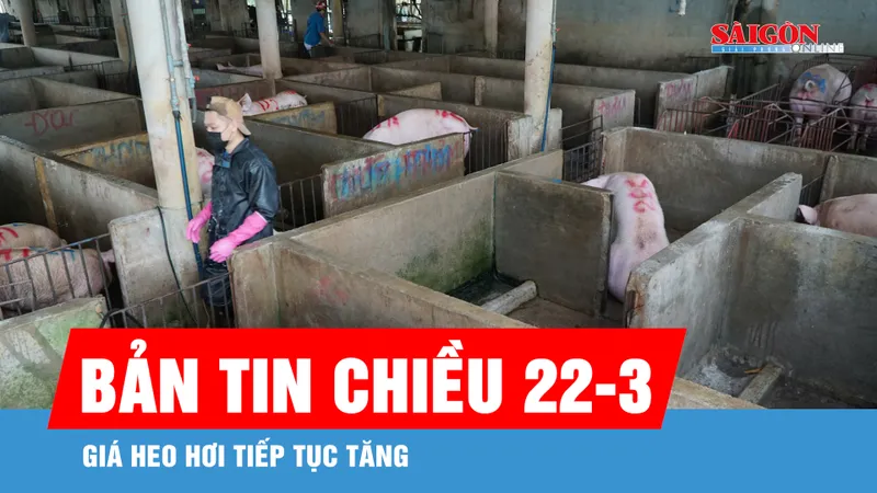 Bản tin chiều 22-3: Giá heo hơi tiếp tục tăng
