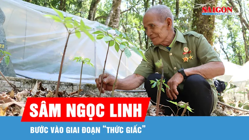Mùa sâm Ngọc Linh “thức giấc”