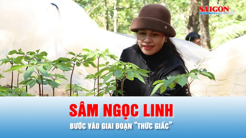 Podcast bản tin chiều 22-3: Mùa sâm Ngọc Linh “thức giấc”