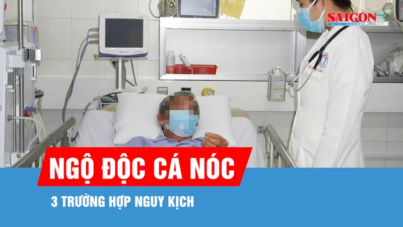 Cần Thơ: 3 trường hợp nguy kịch do ngộ độc cá nóc