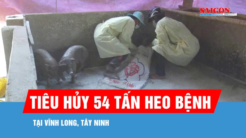 3 tháng, tiêu hủy 54 tấn heo bệnh tại Vĩnh Long, Tây Ninh