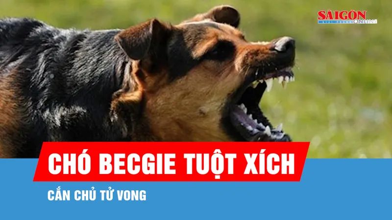 Chó becgie tuột xích, cắn chủ tử vong