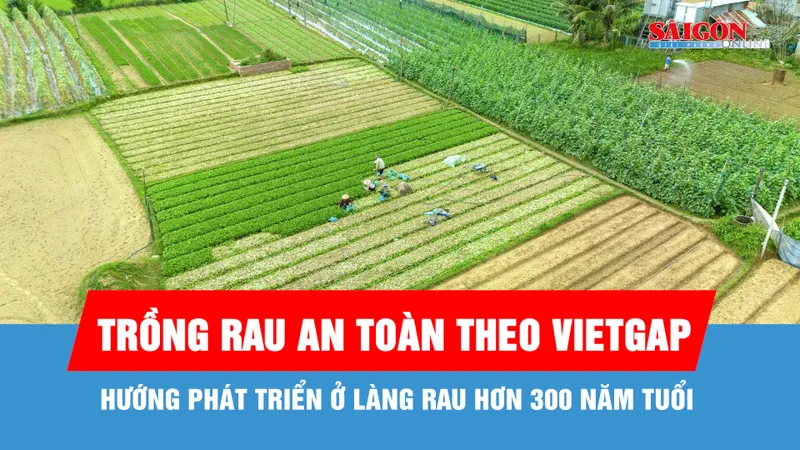Sức sống mới ở làng rau hơn 300 năm tuổi