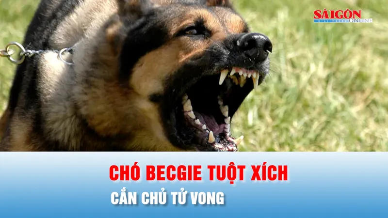 Podcast bản tin chiều 3-4: Chó becgie tuột xích, cắn chủ tử vong