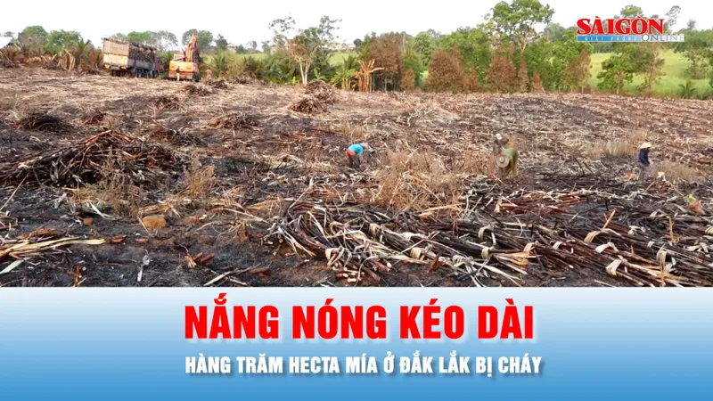 Podcast bản tin chiều 9-4: Hàng trăm hecta mía ở Đắk Lắk bị thiêu rụi do nắng nóng