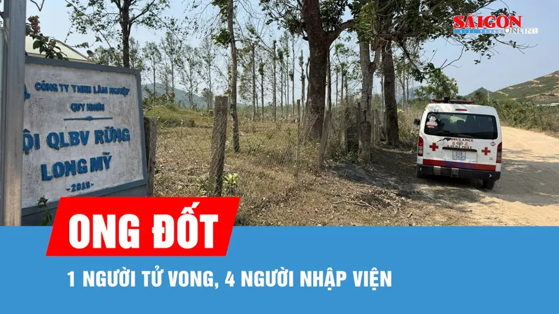 Gia Lai: Ong đốt 1 người tử vong, 4 người nhập viện