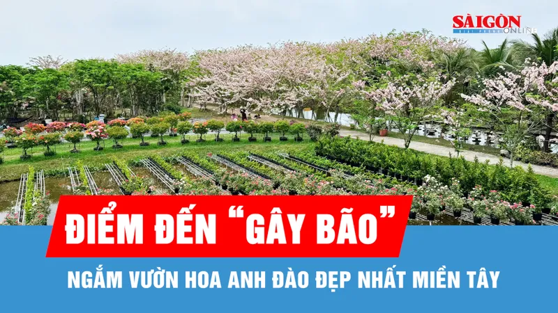 Ngắm vườn hoa anh đào đẹp nhất miền Tây