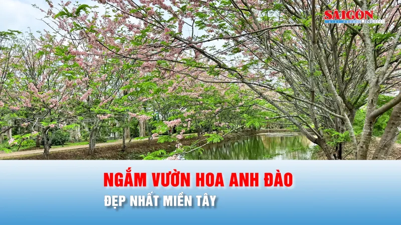 Podcast bản tin trưa 19-4: Ngắm vườn hoa anh đào đẹp nhất miền Tây