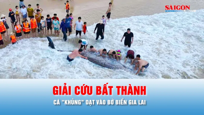 Podcast bản tin chiều 4-5: Giải cứu bất thành cá "khủng" dạt vào bờ biển Gia Lai