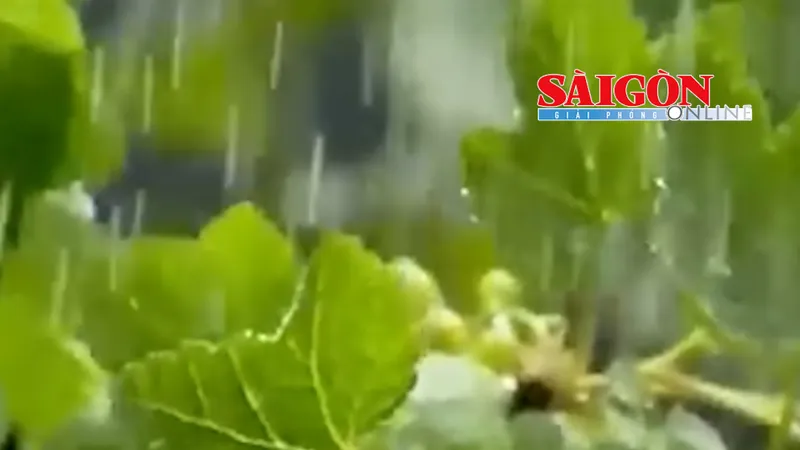 Các chuyên gia khí tượng nhận định, mưa ở Nam bộ có xu hướng gia tăng trở lại từ chiều tối nay, 17-5, do mây dông từ biển vào đất liền