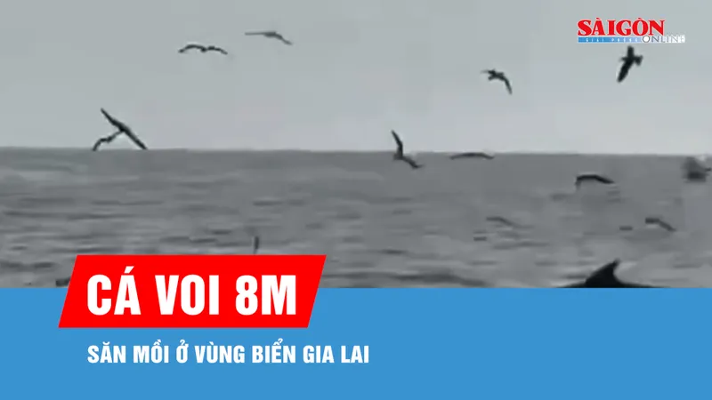 Cá voi trồi lên săn mồi ở vùng biển Gia Lai