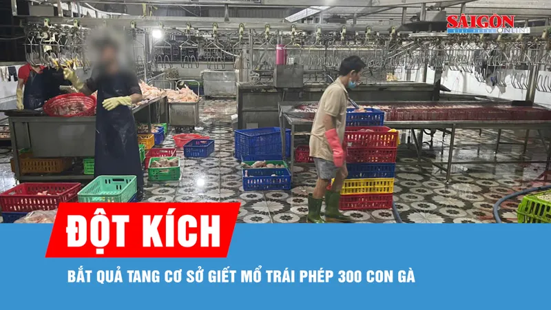 Đột kích lúc rạng sáng, bắt quả tang cơ sở giết mổ trái phép 300 con gà