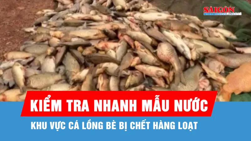 TP Đồng Nai: Kiểm tra nhanh mẫu nước tại khu vực cá chết hàng loạt