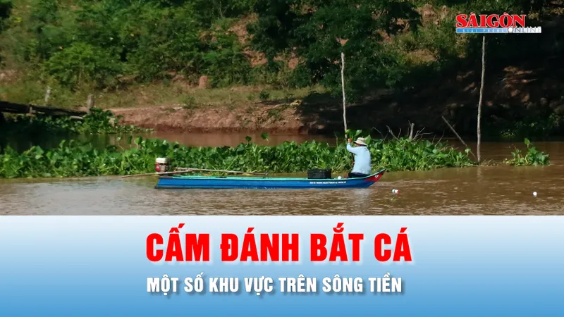 Podcast bản tin chiều 4-6: Vì sao Đồng Tháp cấm đánh bắt tôm cá trên sông Tiền?