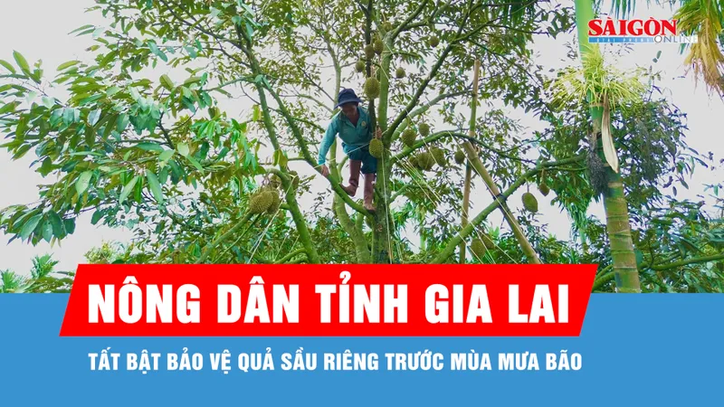 Gia Lai: Nhà nông tất bật bảo vệ quả sầu riêng