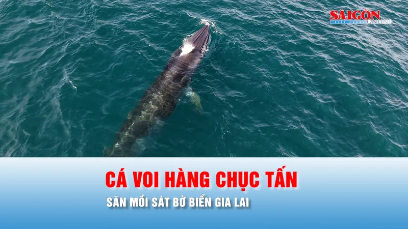Podcast bản tin thời sự 13-6: Cá voi hàng chục tấn xuất hiện, săn mồi sát bờ biển Gia Lai