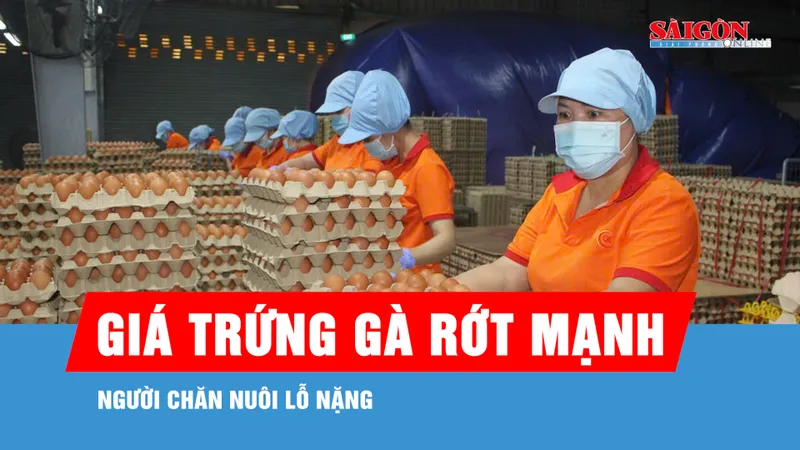 Giá trứng gà rớt mạnh, người chăn nuôi lỗ nặng