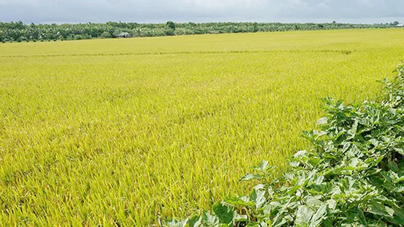 Chậm ban hành kết luận thanh tra, UBND huyện U Minh (Cà Mau) bị phê bình