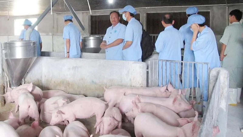 Cà Mau ứng phó khẩn cấp dịch tả heo châu Phi