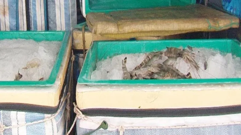 Liên tiếp phát hiện xe khách vận chuyển tôm bơm tạp chất
