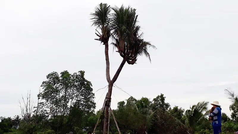 Cây dừa có 14 đọt