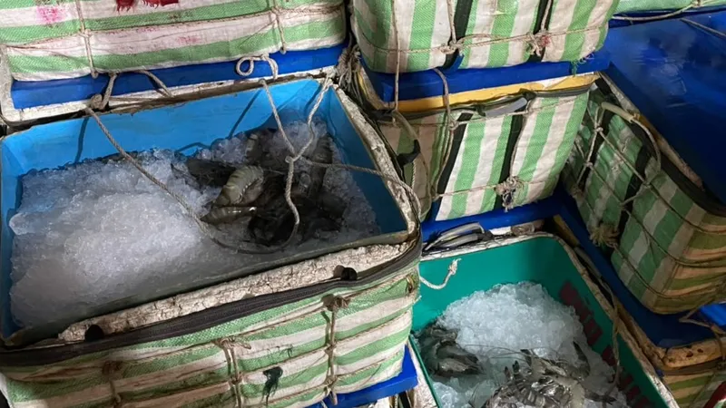 Cà Mau: Phát hiện xe tải vận chuyển hơn 1,3 tấn tôm nguyên liệu chứa tạp chất