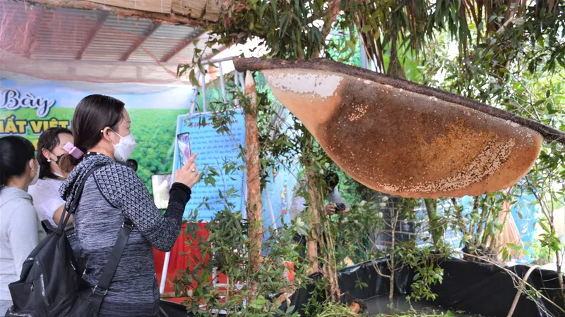 Tổ ong mật lớn nhất Việt Nam của nghề gác kèo ong
