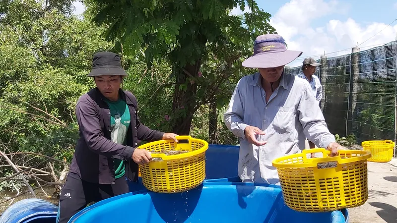 Nông dân phấn khởi khi được mùa tôm và giá cao