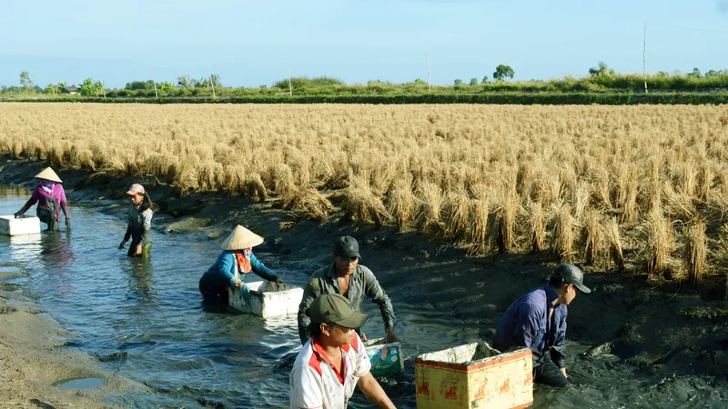 Tìm giải pháp gỡ “nút thắt” mô hình sản xuất lúa tôm