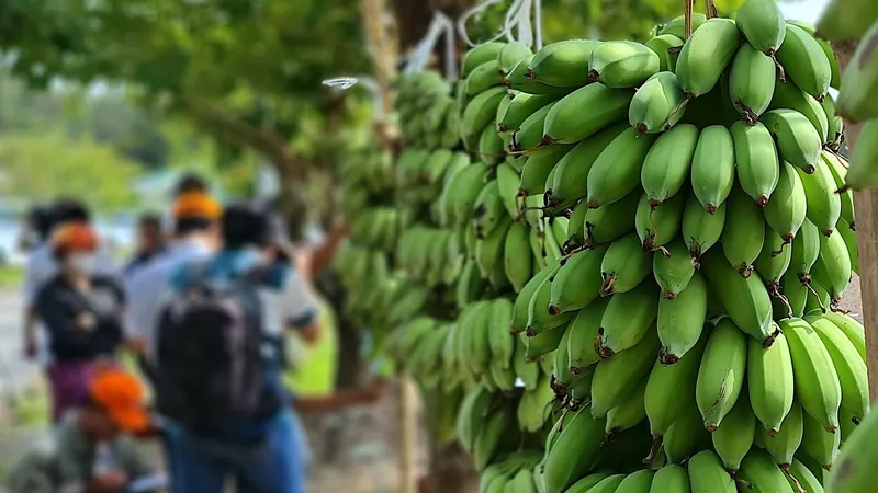 Thi cá lóc lớn nhất, buồng chuối lớn nhất tại sự kiện Hương rừng U Minh