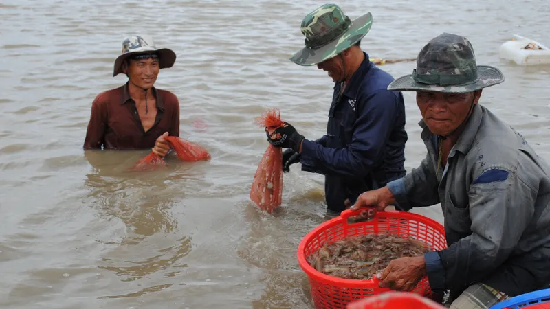 Nghiên cứu thành lập hiệp hội ngành hàng tôm ĐBSCL 