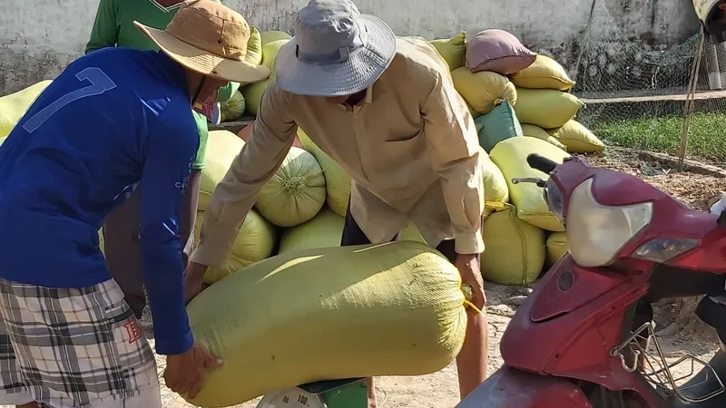 Cà Mau: Chỉ đạo xác minh thông tin thương lái mua lúa không trả tiền cho nông dân